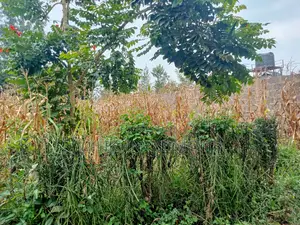 50 by 100 Plot on Sale at Sabasaba