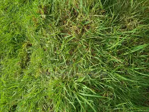 Kikuyu Grass ( Carpet Grass)