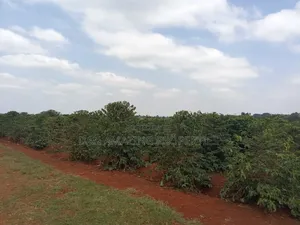 1/4 Acres Fully Serviced Plots for Sale Along Kiganjo Road