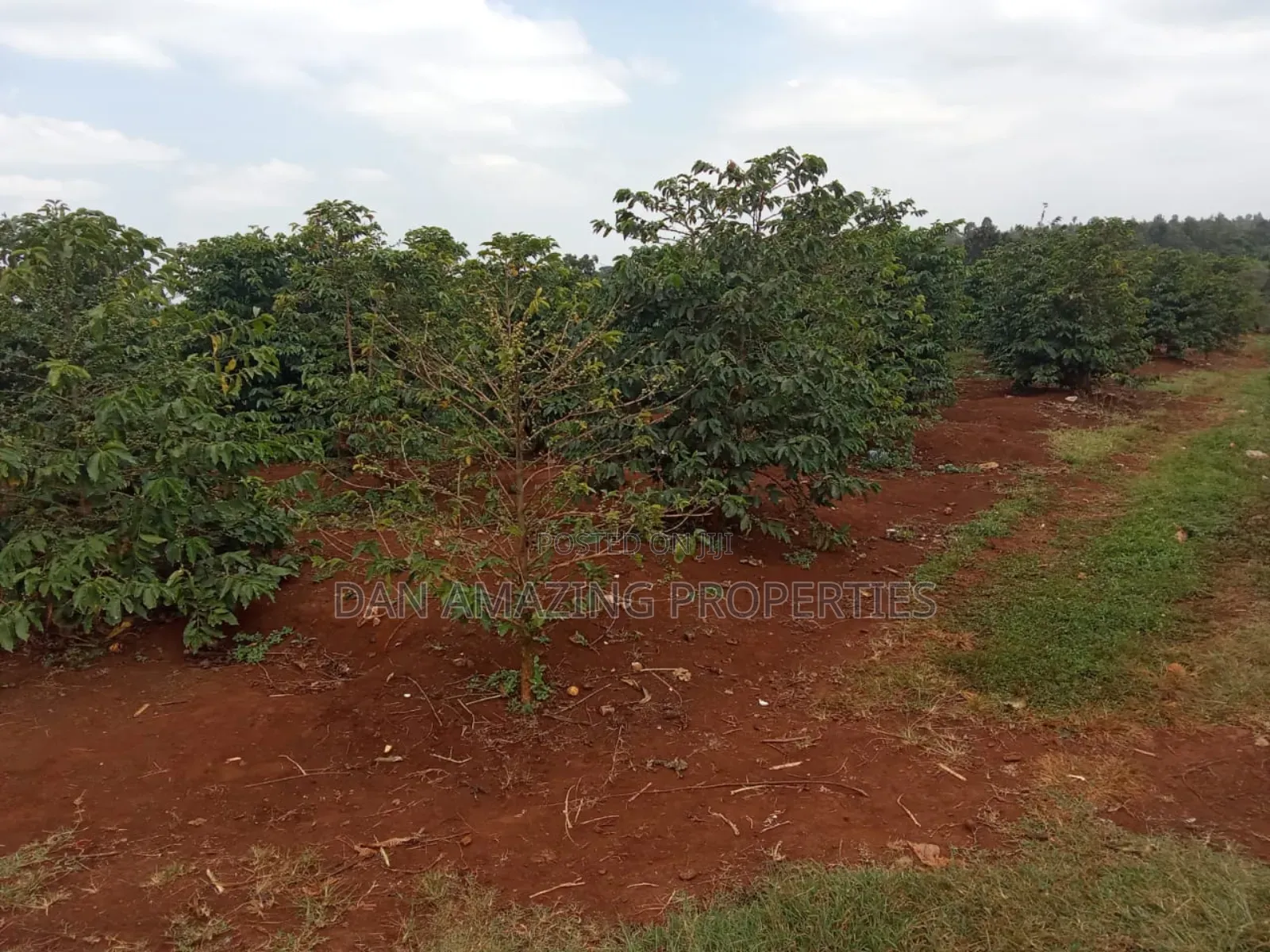 1/4 Acres Fully Serviced Plots for Sale Along Kiganjo Road