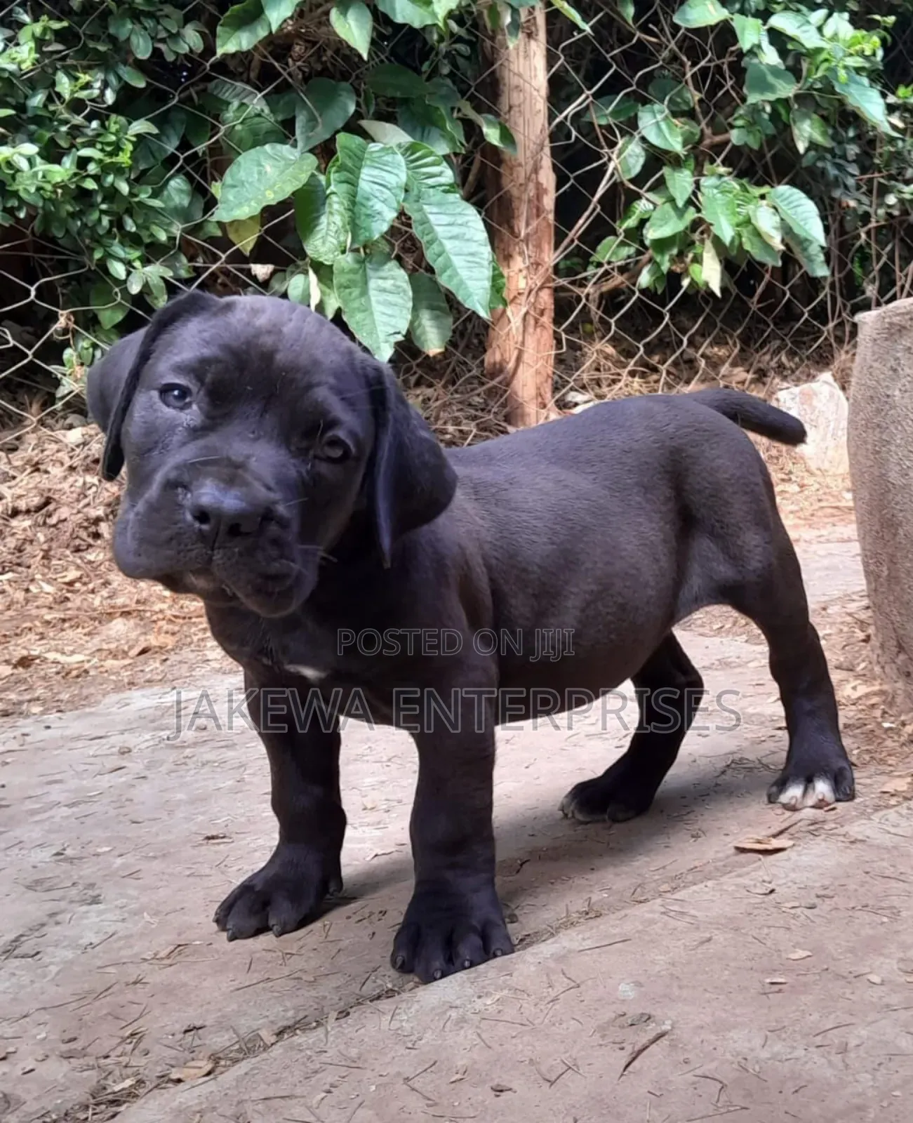 1-3 months Male Purebred Boerboel