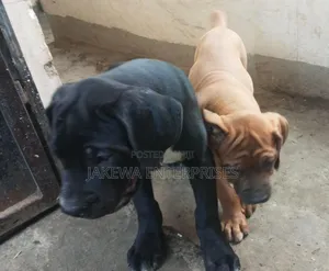 1-3 months Male Purebred Boerboel