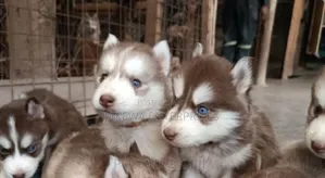 1-3 months Male Purebred Siberian Husky