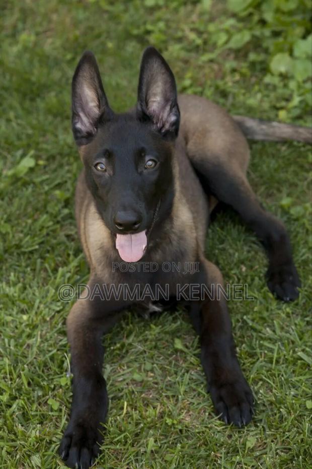 1-3 months Male Purebred Belgian Malinois - main view