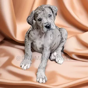 1-3 months Male Purebred Great Dane