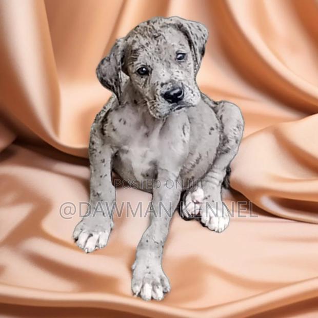 1-3 months Male Purebred Great Dane - main view