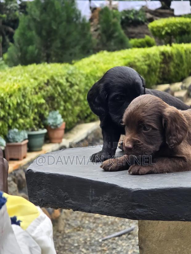 1-3 months Male Purebred English Cocker Spaniel - main view