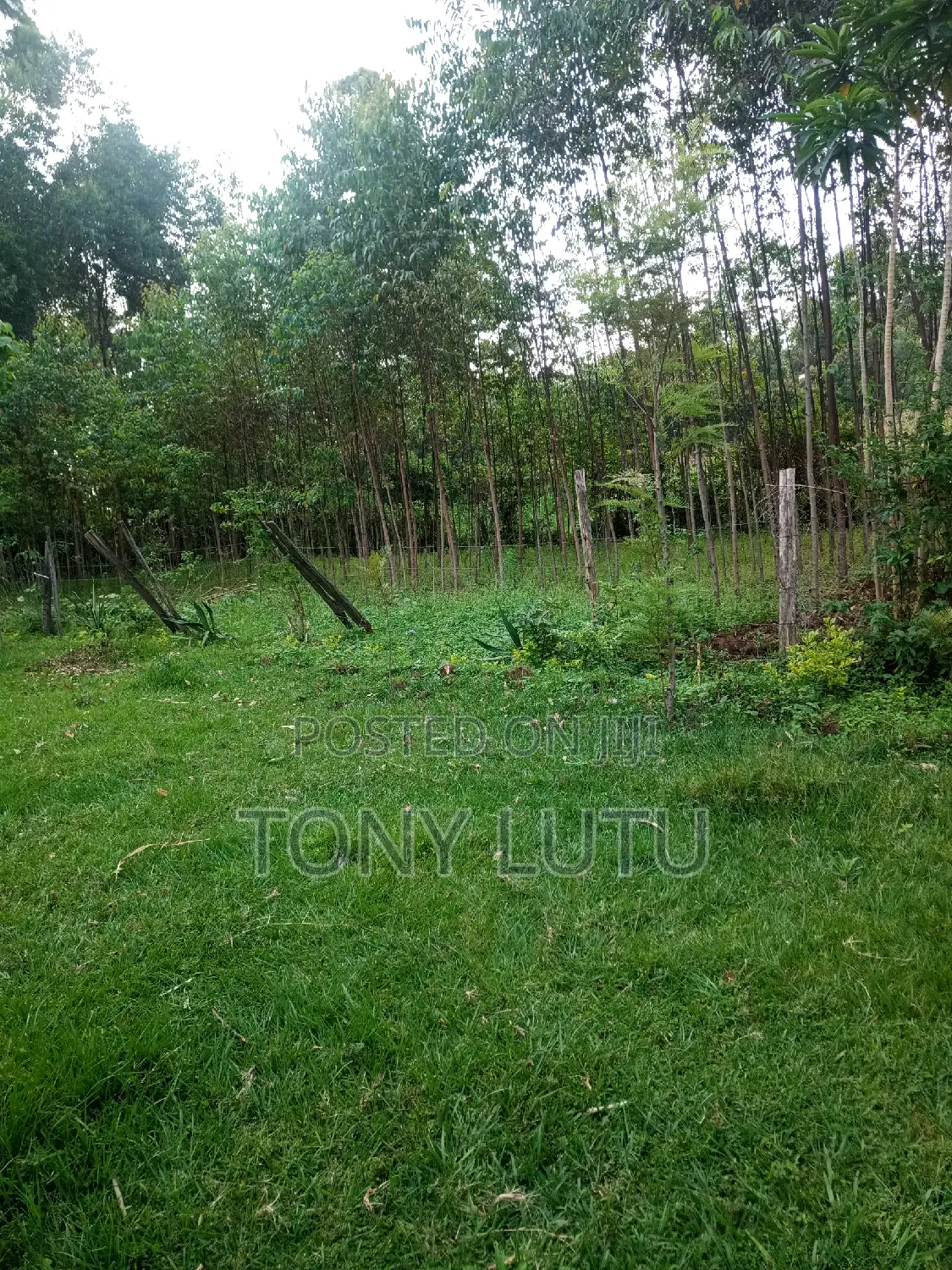 Prime Two Plots (Quarter Acre) for Sale at Makutano Malaha Webuye