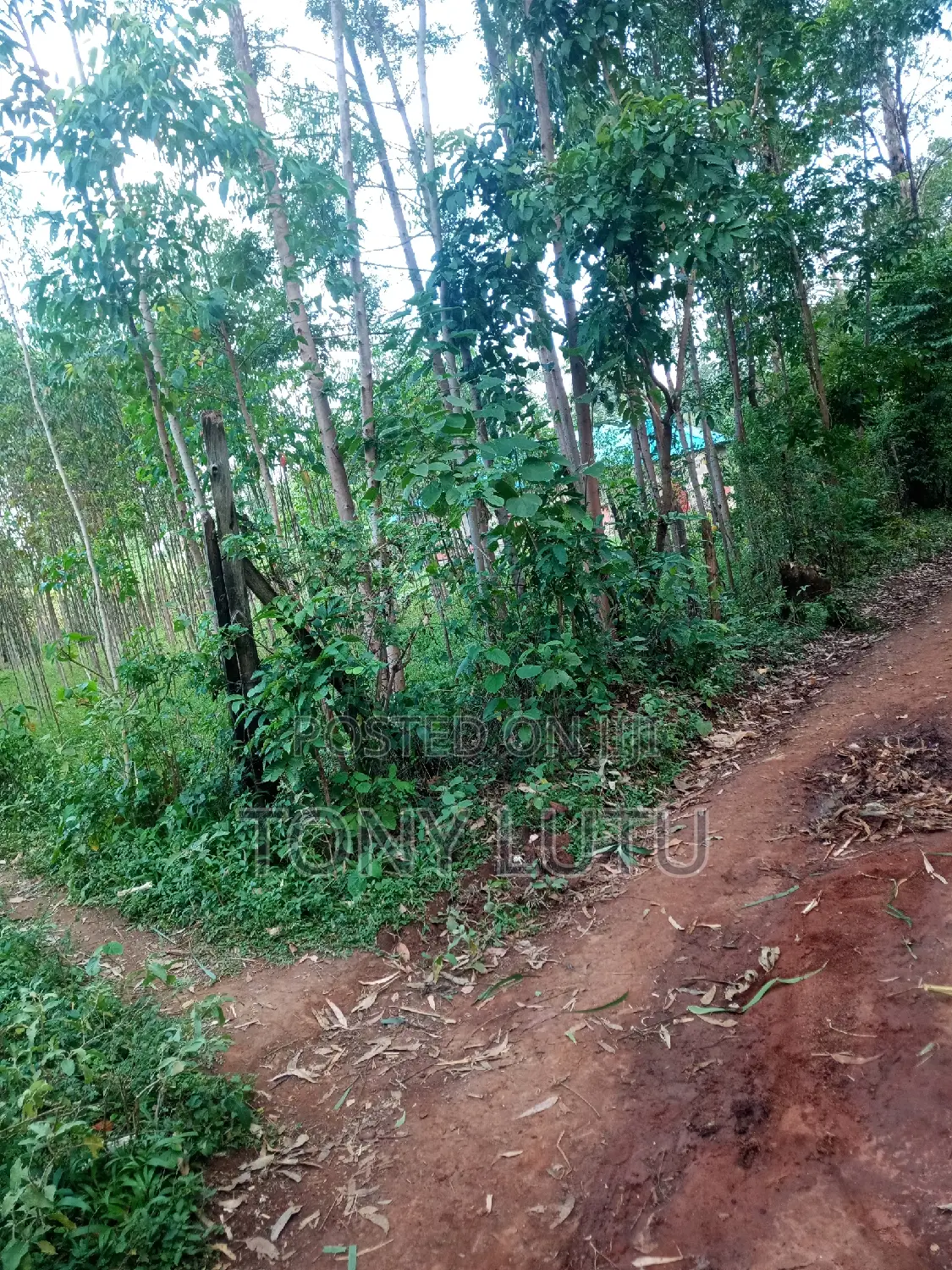 Prime Two Plots (Quarter Acre) for Sale at Makutano Malaha Webuye