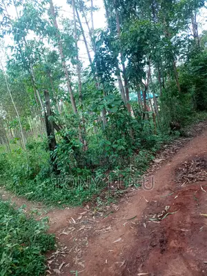 Prime Two Plots (Quarter Acre) for Sale at Makutano Malaha Webuye