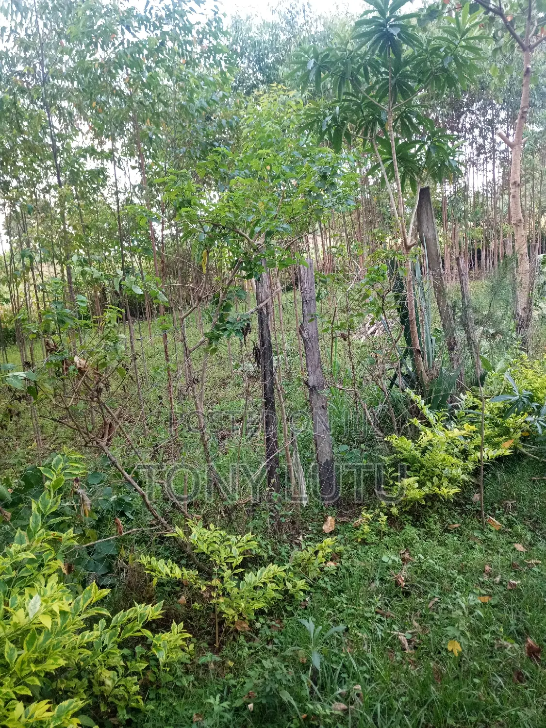Prime Two Plots (Quarter Acre) for Sale at Makutano Malaha Webuye