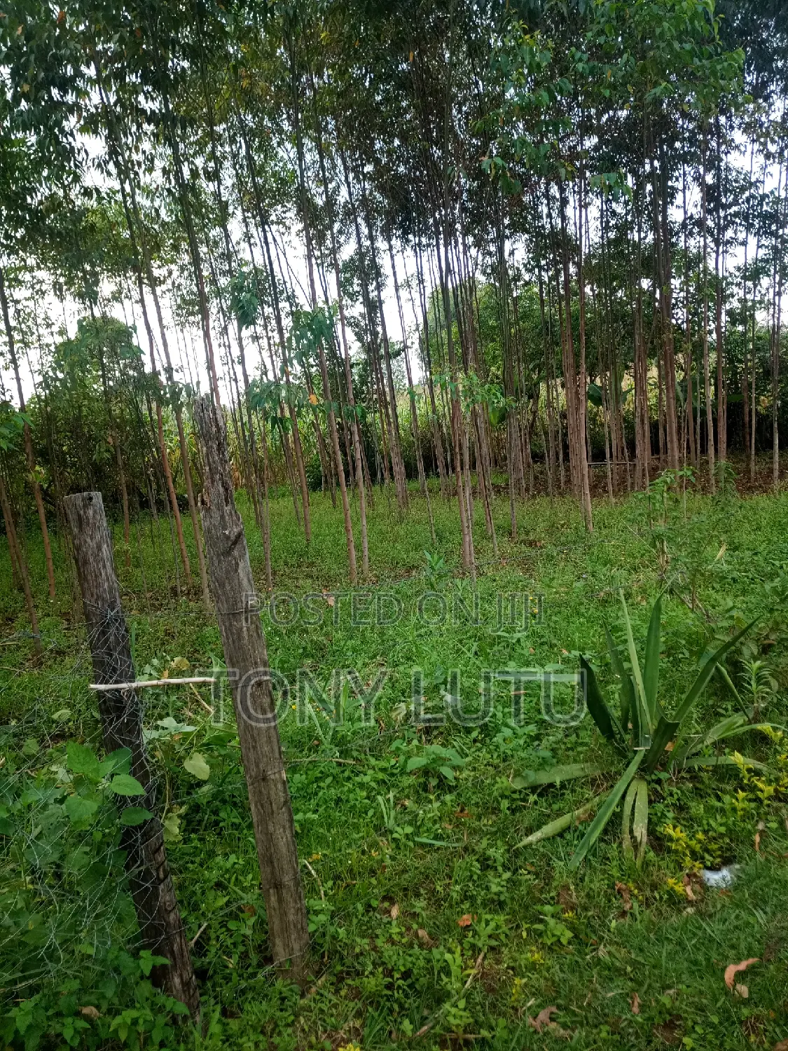Prime Two Plots (Quarter Acre) for Sale at Makutano Malaha Webuye