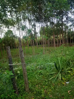 Prime Two Plots (Quarter Acre) for Sale at Makutano Malaha Webuye