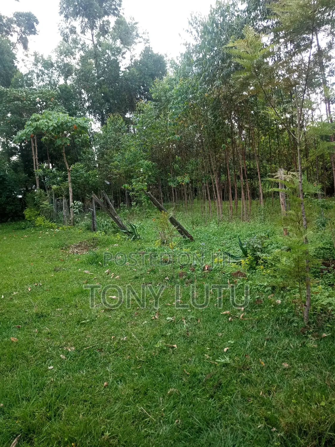 Prime Two Plots (Quarter Acre) for Sale at Makutano Malaha Webuye
