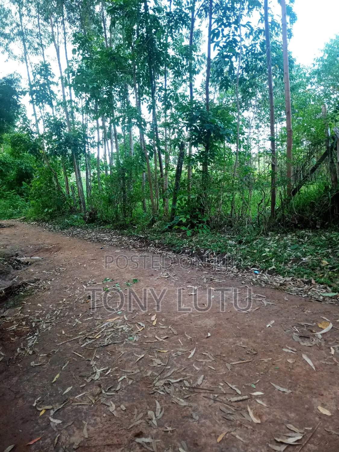 Prime Two Plots (Quarter Acre) for Sale at Makutano Malaha Webuye