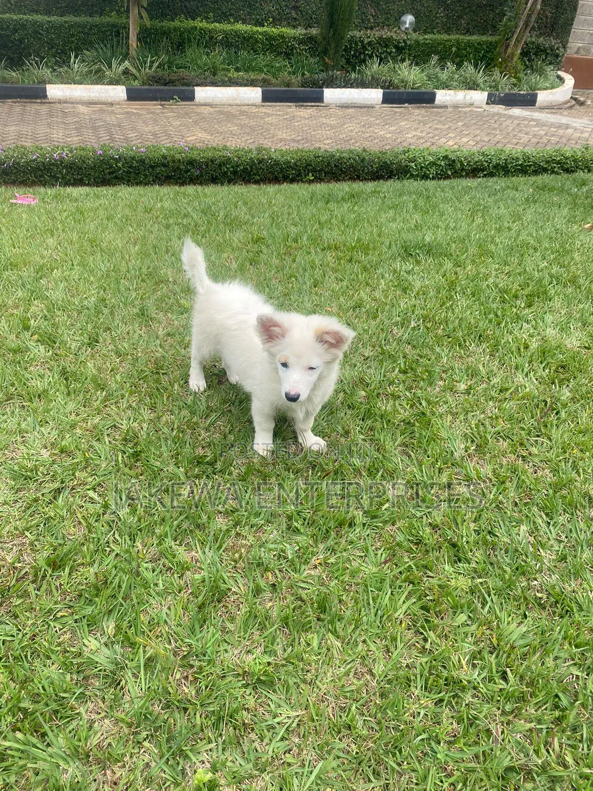 1-3 months Male Purebred Japanese Spitz