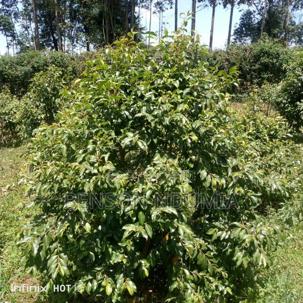 Original Miraa Seedlings - thumbnail 3