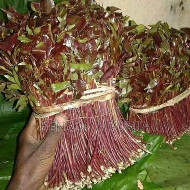 Original Miraa Seedlings - main view