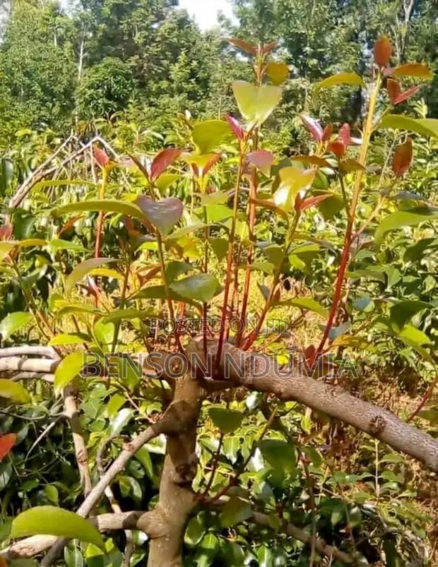 Original Miraa Seedlings - thumbnail 6