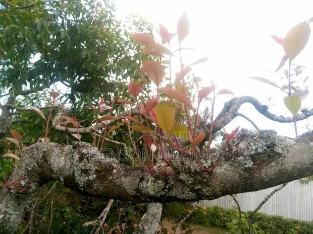 Original Miraa Seedlings - thumbnail 7