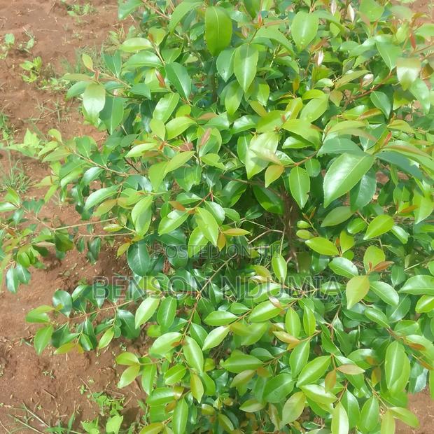Original Miraa Seedlings - thumbnail 9