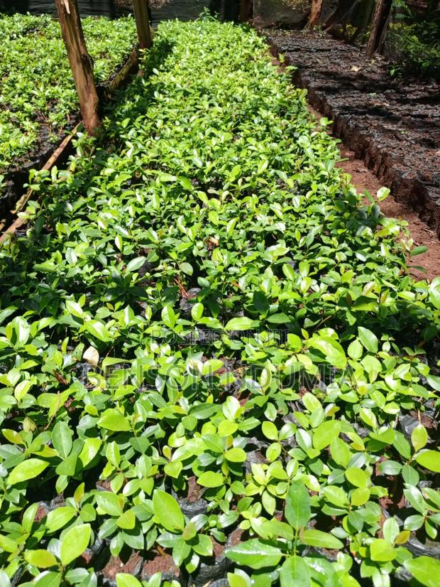 Original Miraa Seedlings - thumbnail 2