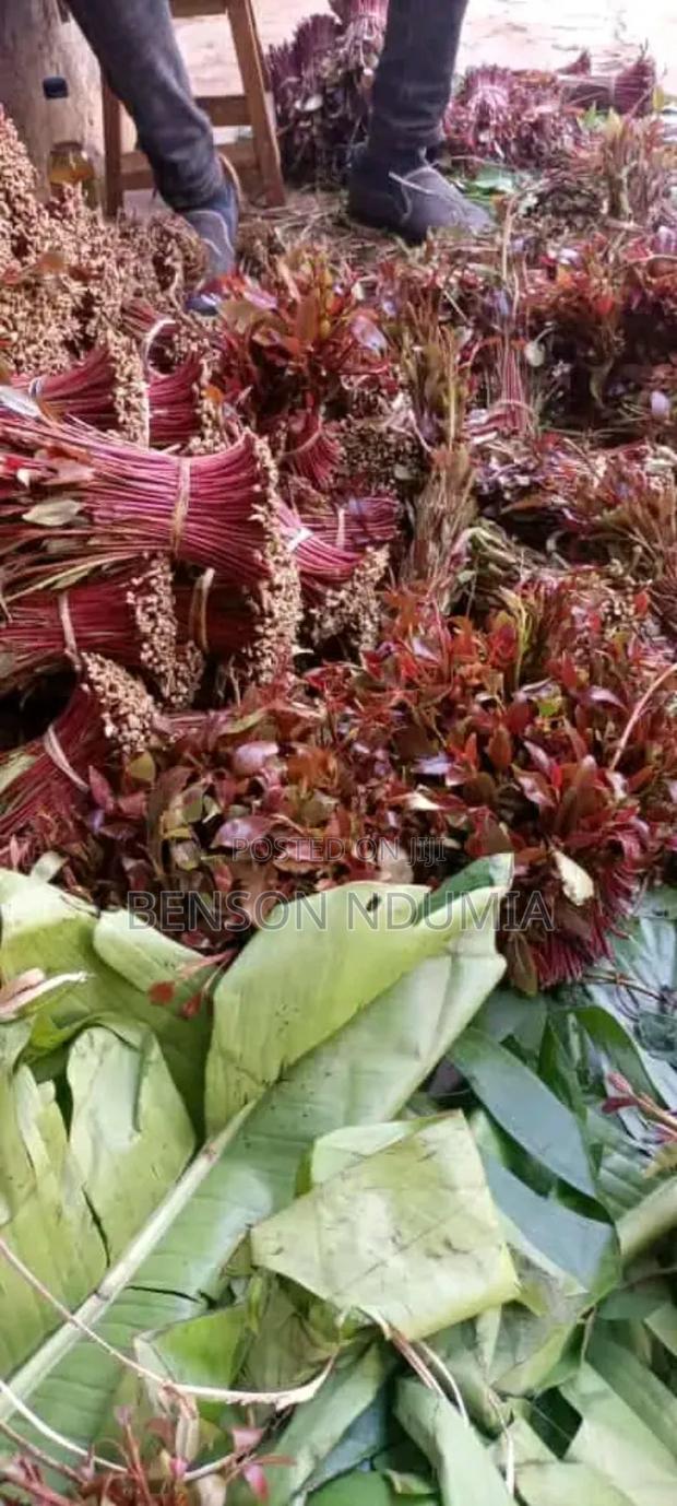 Original Miraa Seedlings - thumbnail 11