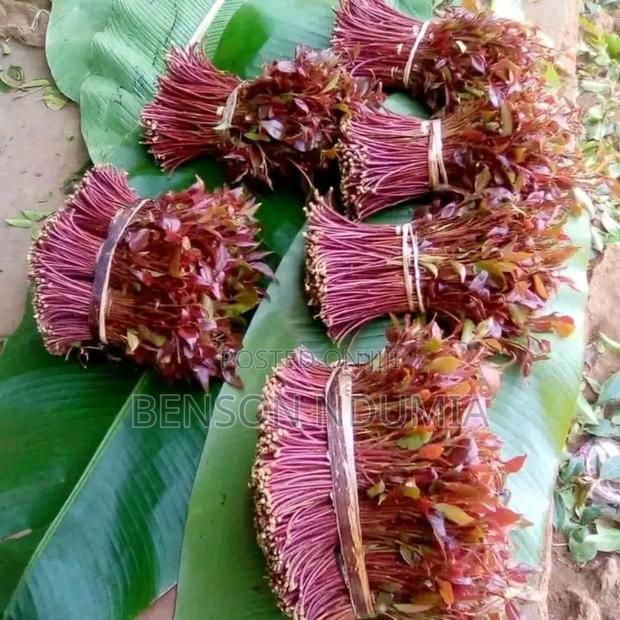 Original Miraa Seedlings - thumbnail 4