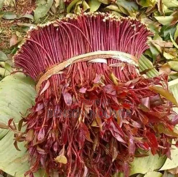 Original Miraa Seedlings - thumbnail 12
