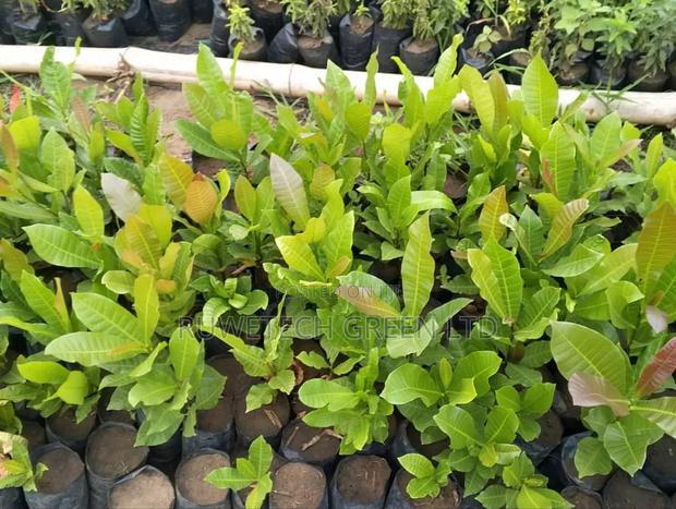 Cashew Nuts Seedlings - main view