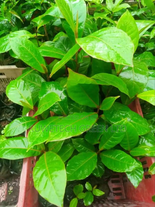 Almond Seedlings - main view