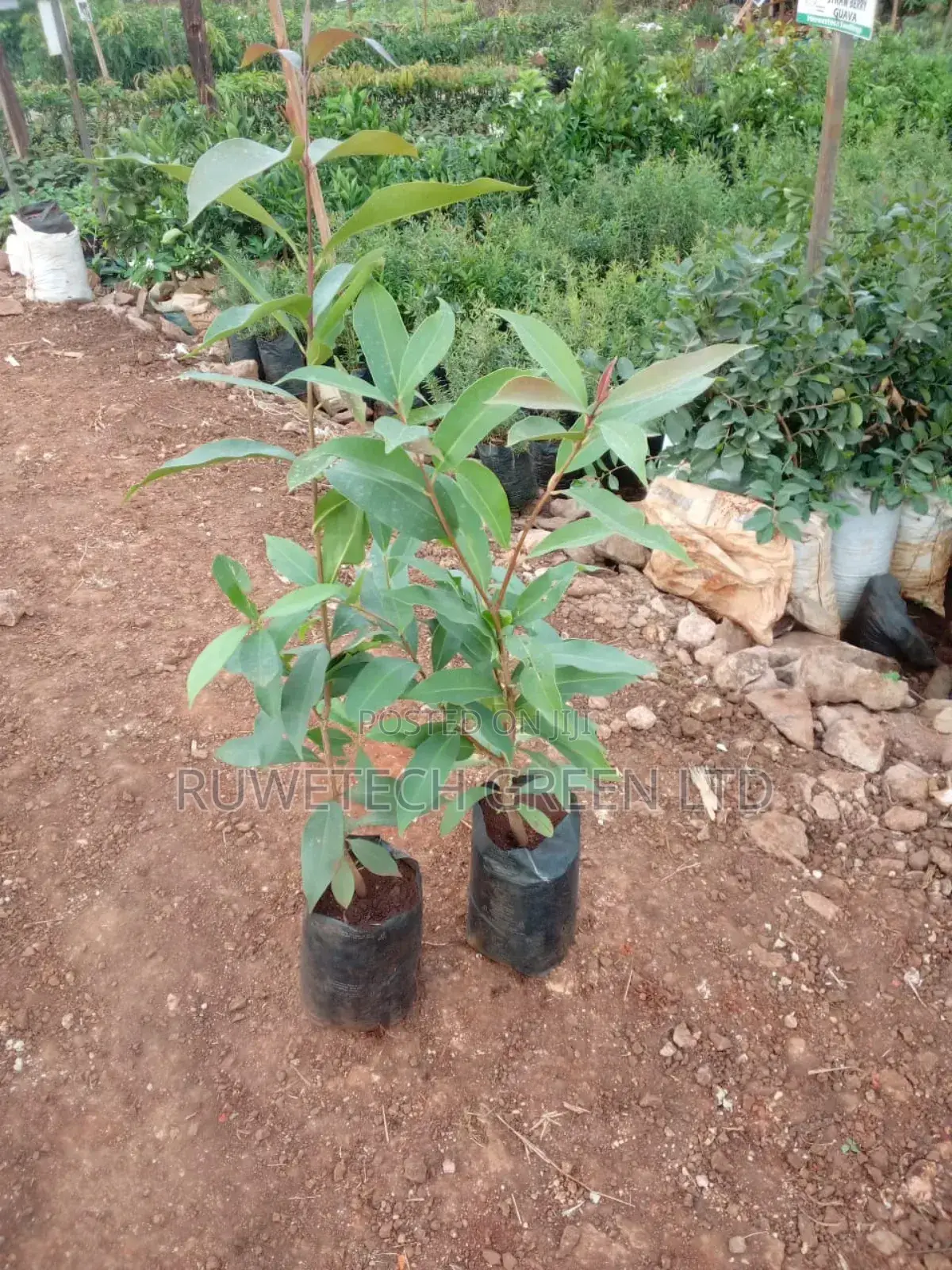 Zambarau Seedlings