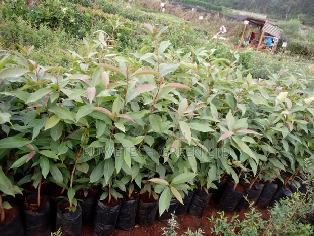 Zambarau Seedlings - thumbnail 3