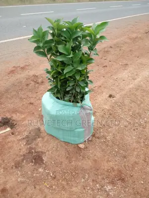 Orange Seedless Seedlings