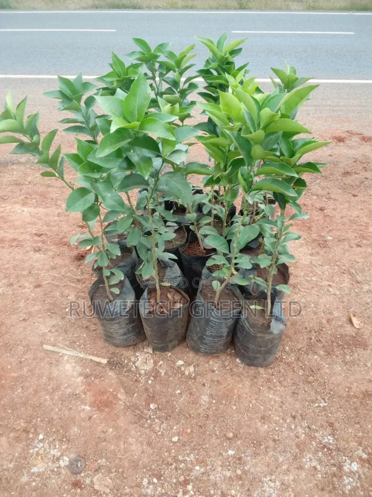 Orange Seedless Seedlings