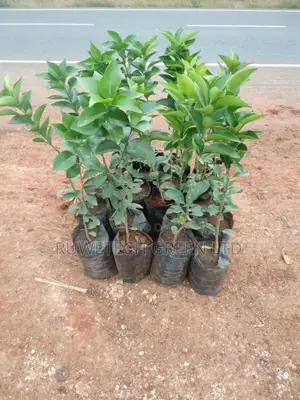 Orange Seedless Seedlings