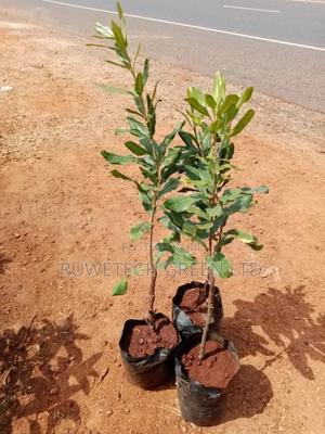 Grafted Macadamia Nuts - thumbnail 2