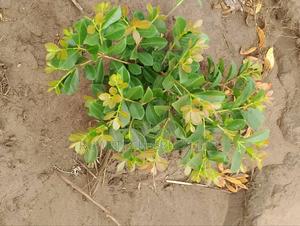 Cherry Guava - thumbnail 2