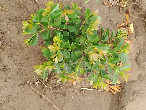 Cherry Guava - main view