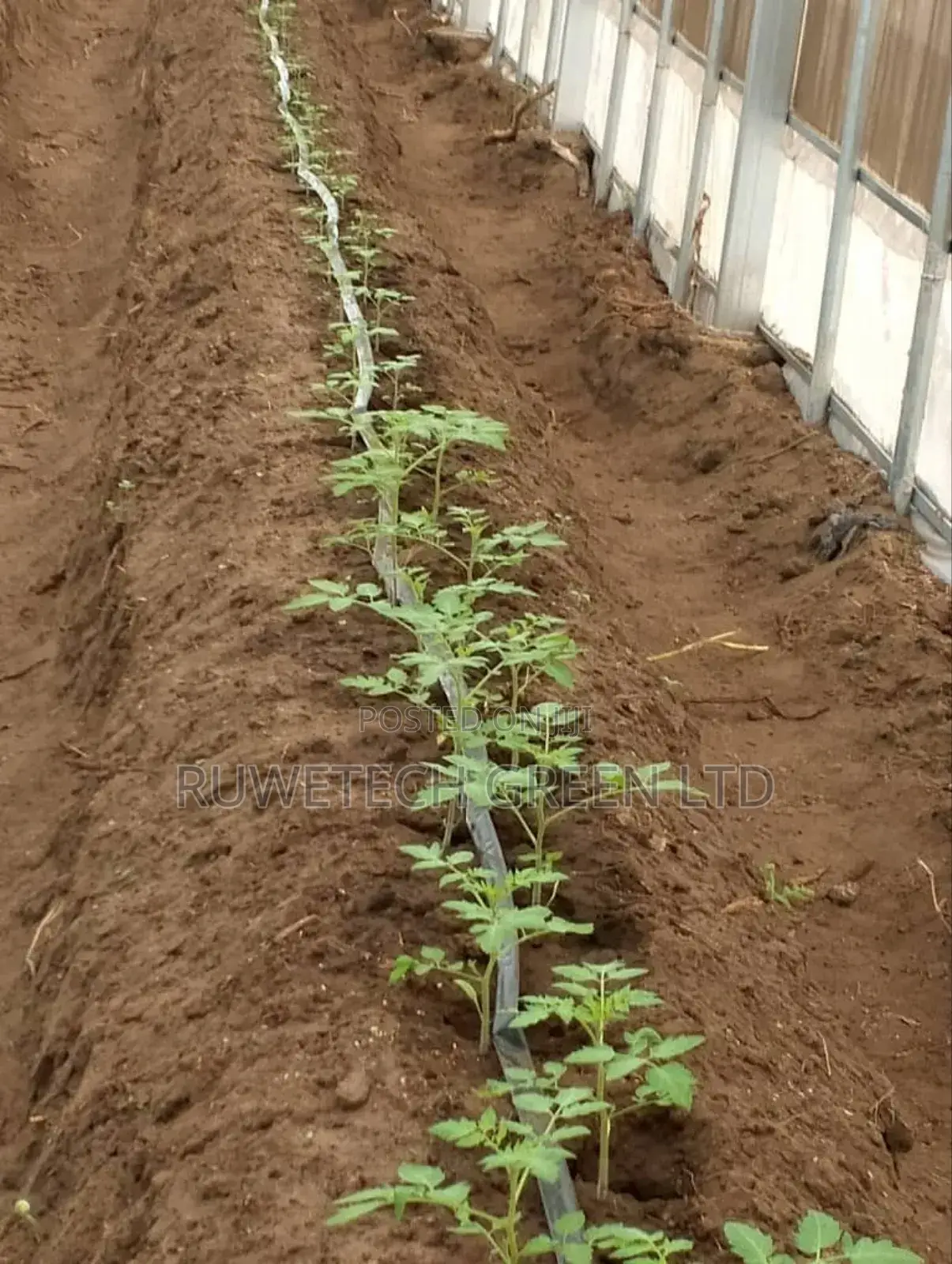 Tomatoes Seedlings