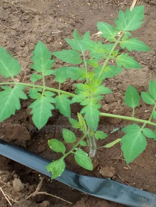 Tomatoes Seedlings - main view