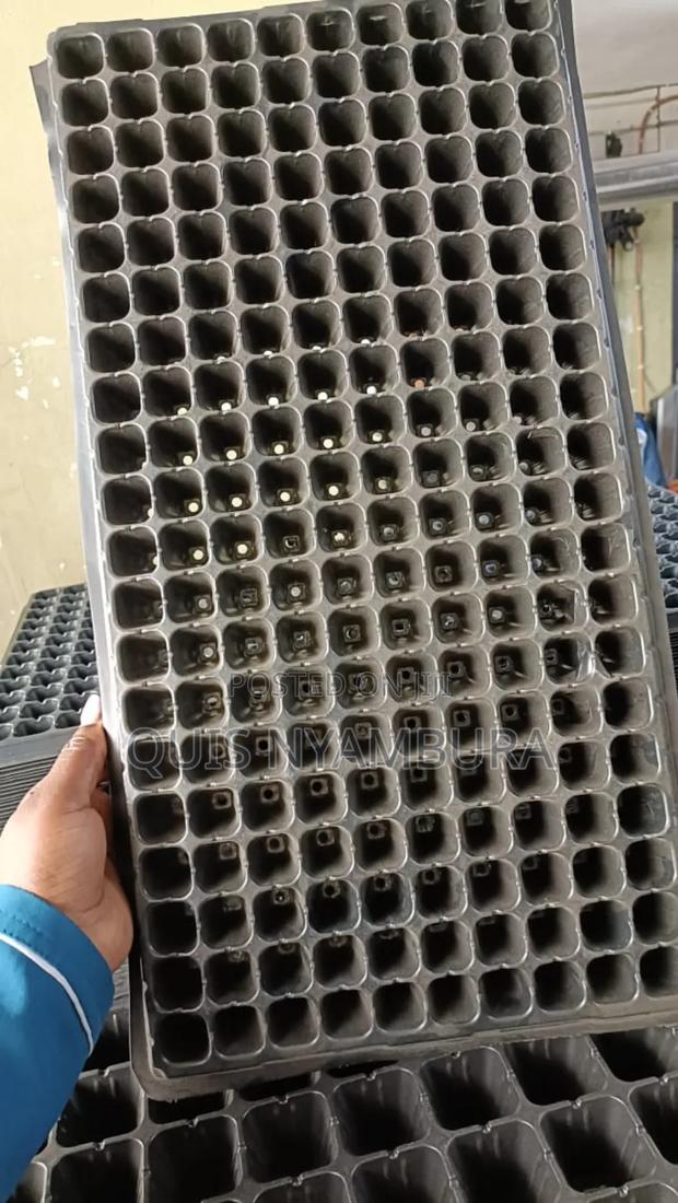 Seedlings Tray, Seedings Garden - thumbnail 2