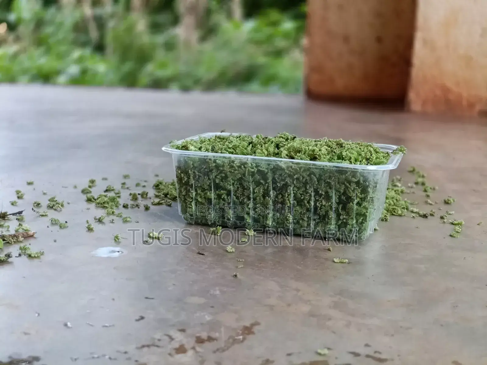 Azolla Starter Pack With PDF Guide - 2000 Ml Pallet