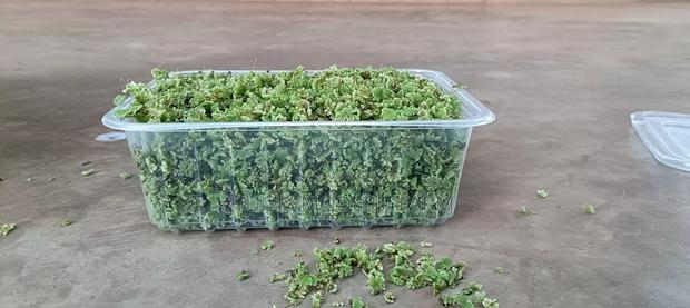 Azolla Starter Pack With PDF Guide - 2000 Ml Pallet