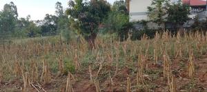 Bondo Rozala Plot - thumbnail 2