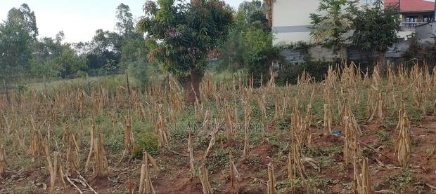 Bondo Rozala Plot - main view