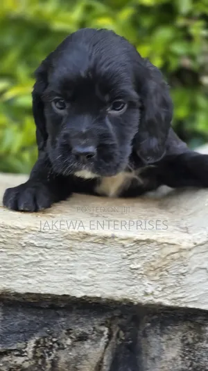 1-3 months Male Purebred English Cocker Spaniel
