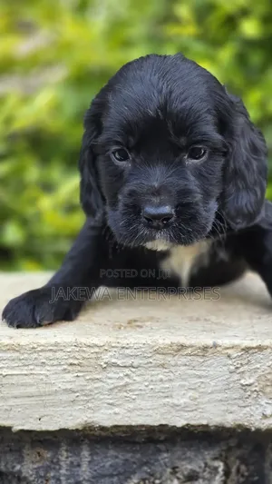 1-3 months Female Purebred English Cocker Spaniel