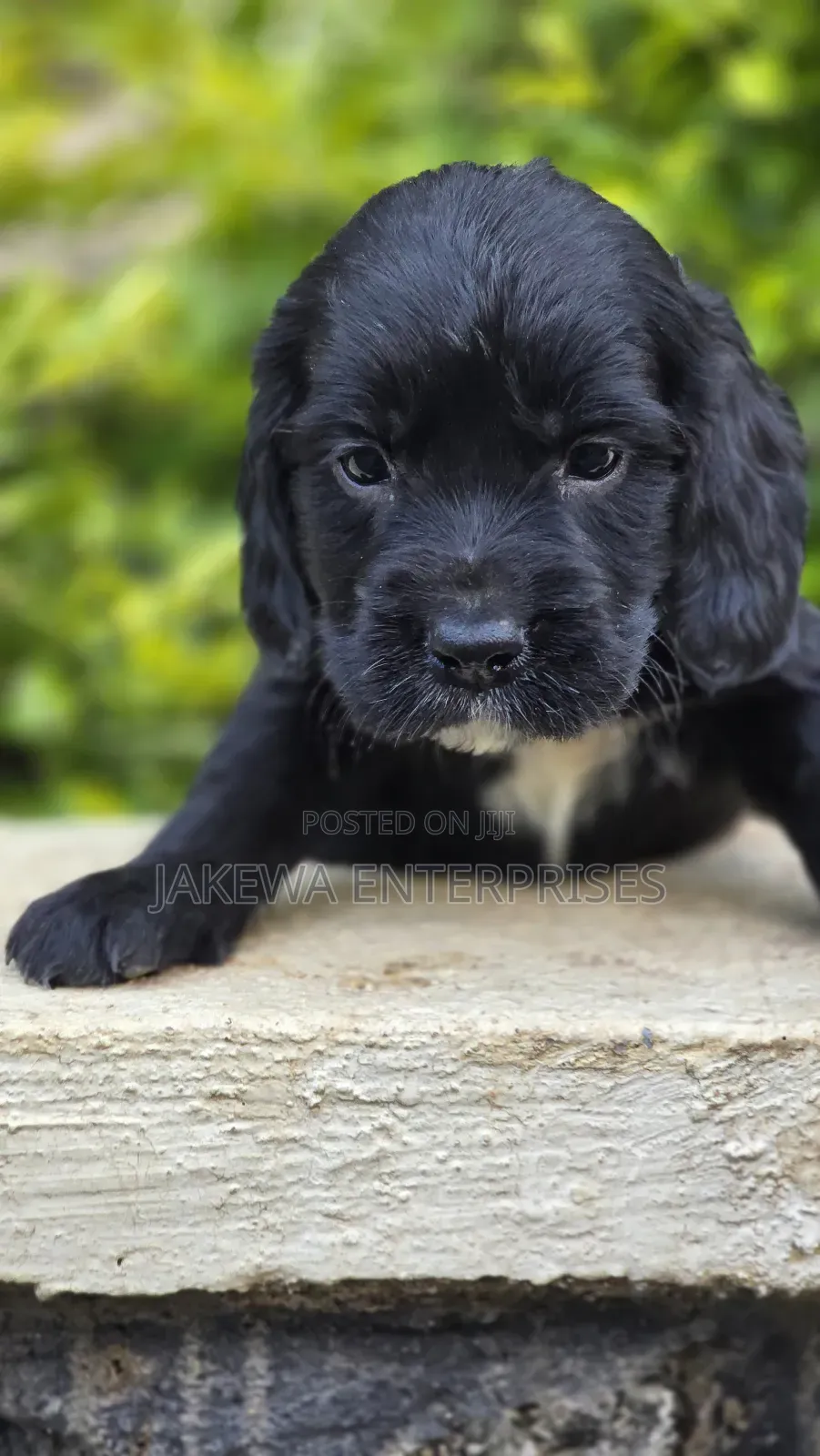 1-3 months Female Purebred English Cocker Spaniel