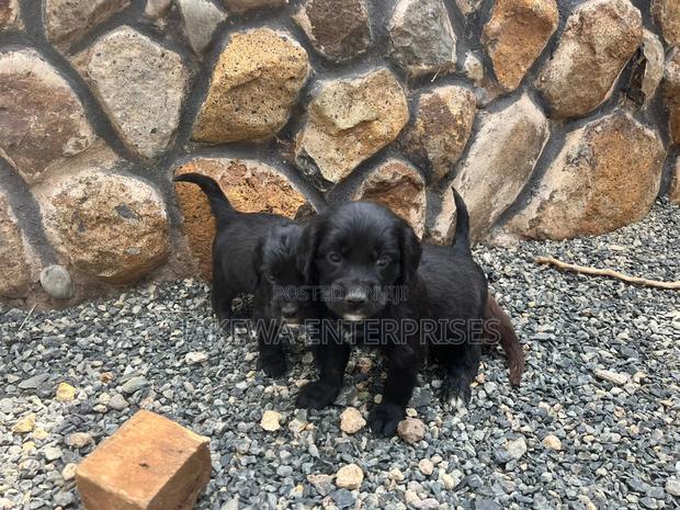 1-3 months Female Purebred English Cocker Spaniel - main view